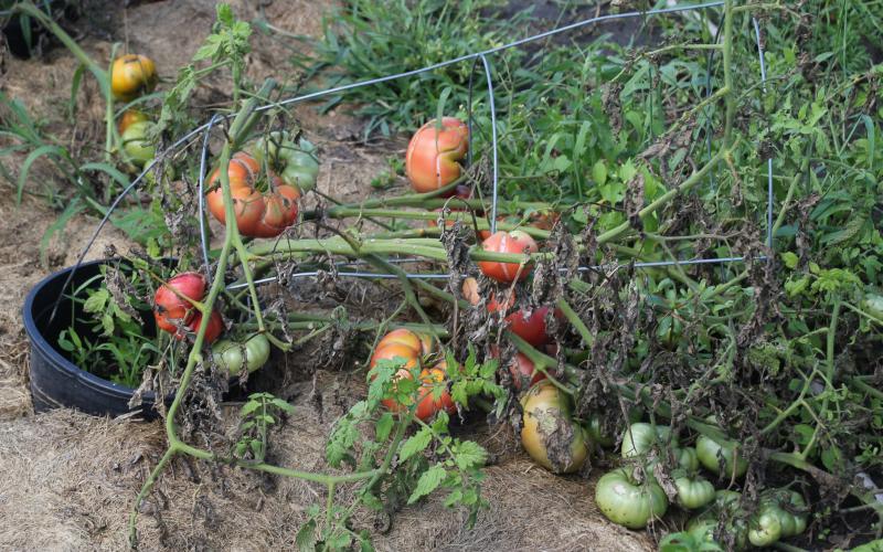 ripe and unripe tomatoes tipping a cage over