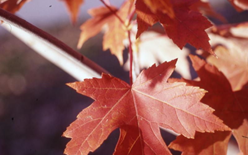 cluster of bright red autumn blaze maple leaves