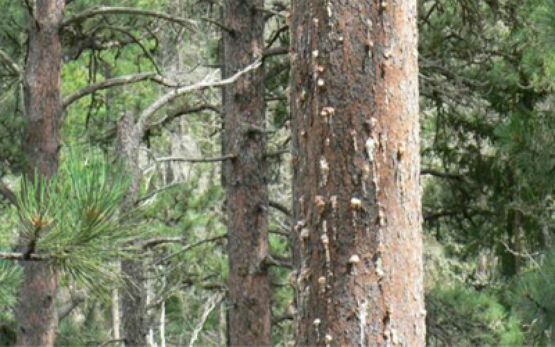 pine tree damaged by mountain pine beetle