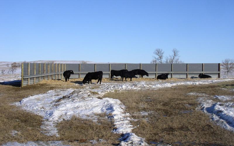 Cattle using a fabricated windbreak in north western South Dakota.