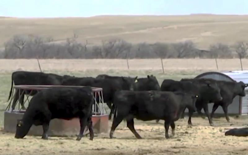 A small herd of black angus cattle eating forage.