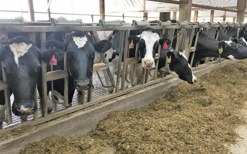 Dairy cattle feeding on silage.