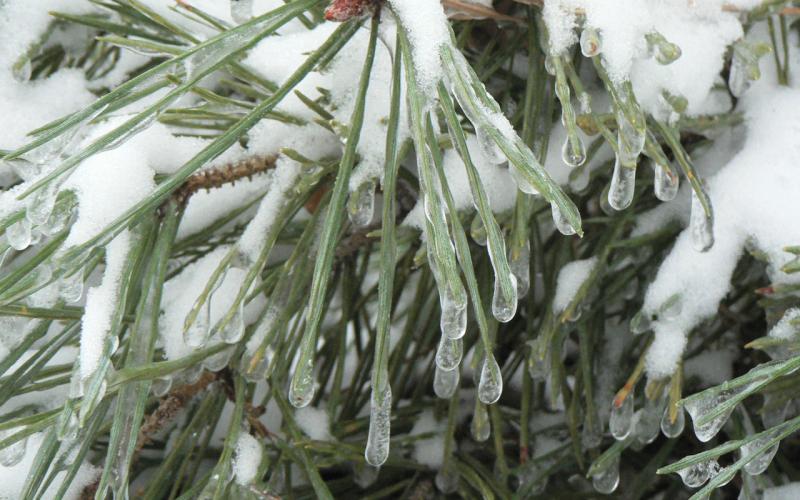 pine tree needles with ice