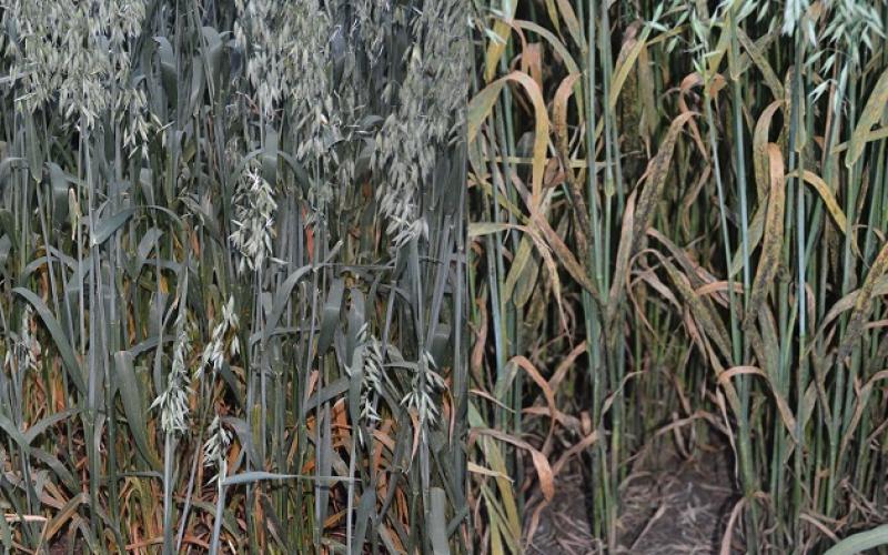 A side-by-side comparison of two oat varietes. The one on the right has crown rust developing on it.
