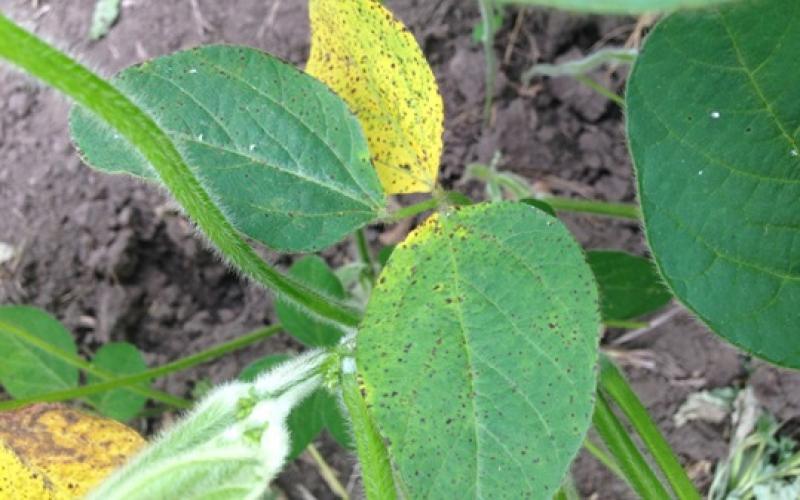 A yellowing soybean plant with brown spots on the leaves.