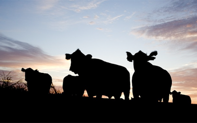 Silhouettes of a small group of cattle against a sunset.