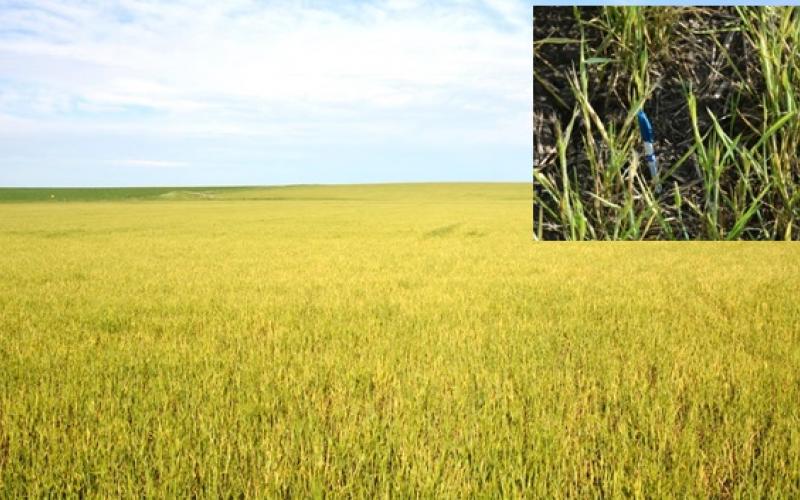 yellowed wheat field