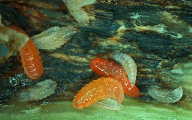 A group of white, transparent, and orange colored larva on a soybean stem