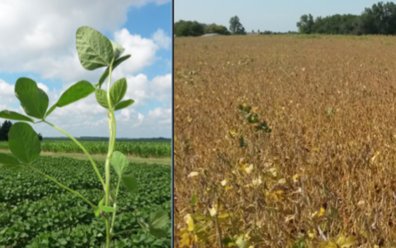 Two side-by-side images of soybeans at different growth stages. Left: Growth stage. Right: Near harvest.