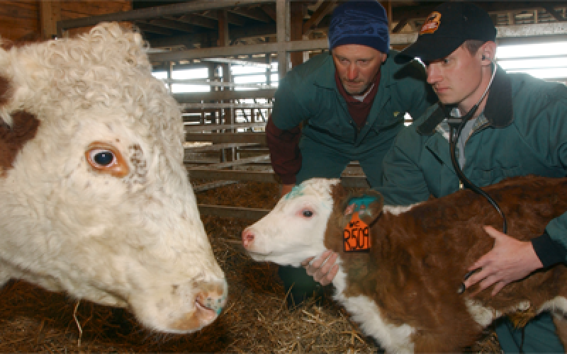 A vet and a producer examining a calf with the calf's mother in the foreground.