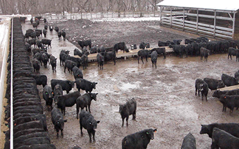 cattle in a wet snowy feedlot