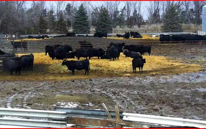 image of a video screen of cattle in a pen