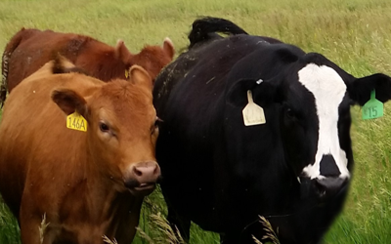 Two beef heifers standing in a pasture. One is red, the other black and white.