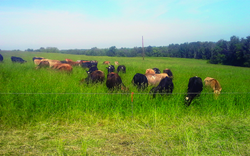 A small group of cattle grazing in a green pasture.