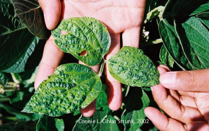 several small green leaves