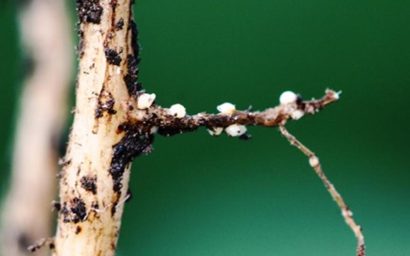 A soybean root with several small white cysts growing on it.