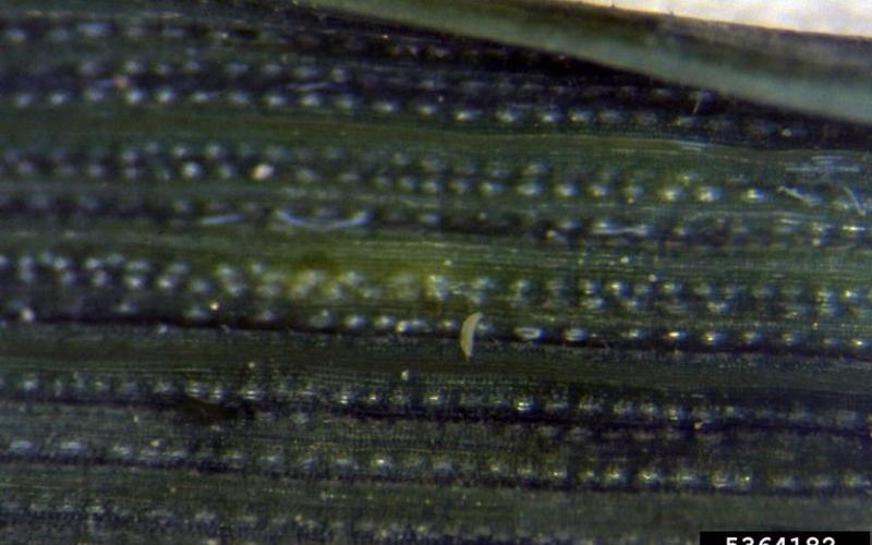 Small white mites crawling on a blade of wheat.