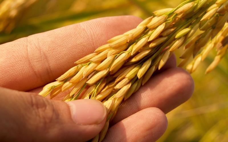 A hand examining a wheat plant in a wheat field