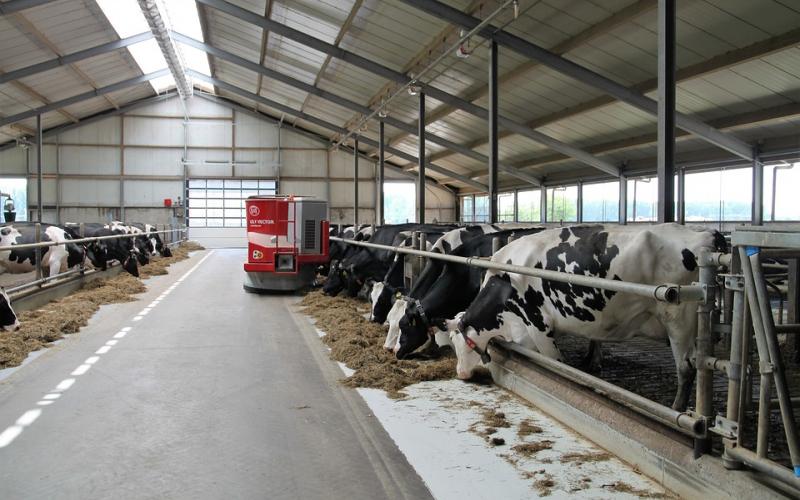A group of dairy cattle inside a dairy barn.