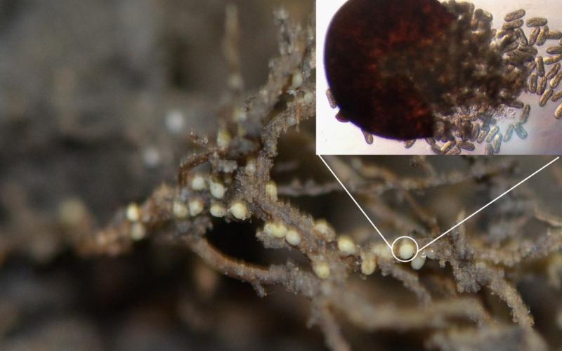an image showing soybean roots with cyst nematode eggs