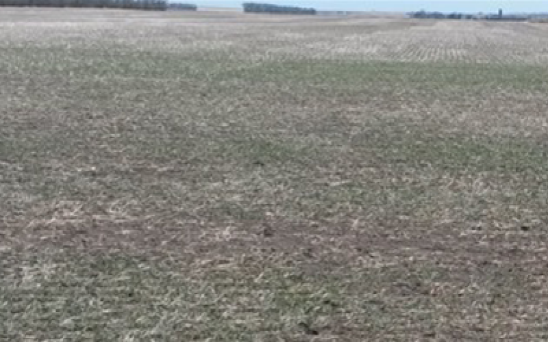 a field of wheat starting to grow