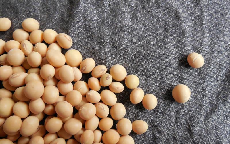 A small pile of harvested non-gmo soybeans on a grey cloth.