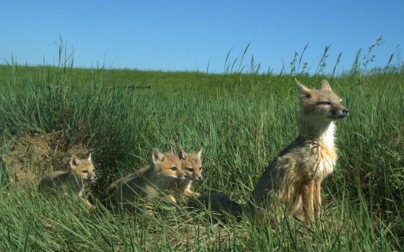 A swift fox with her young sitting in a grassy patch of rangeland.