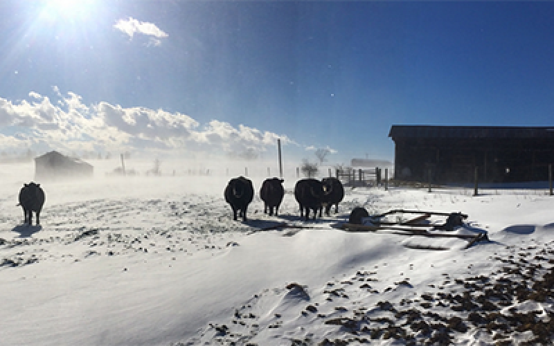 cattle out on a snowy white day