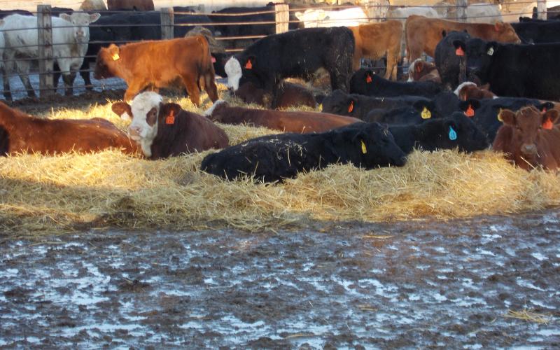 a herd of cattle laying on straw