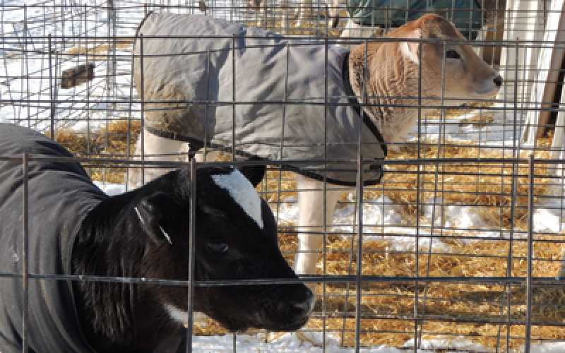 Two dairy calves in a small pen wearing warming jackets.