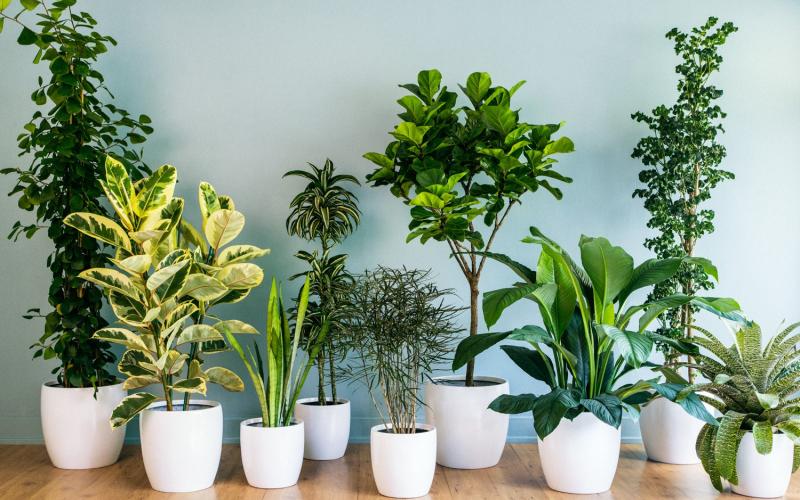 several green houseplants in white containers