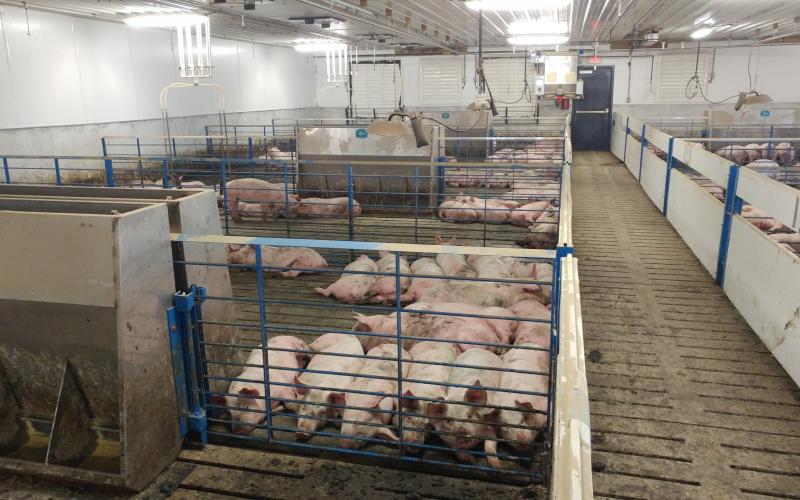 A group of matureing swine in a group pen.