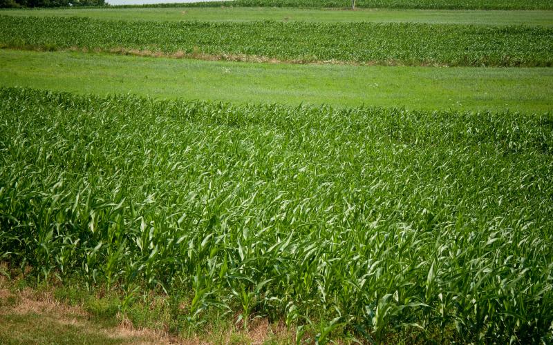 A lush field with corn, soybean, and forage rotation.