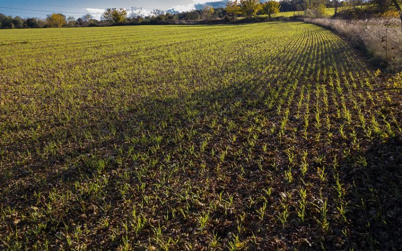 A field of emerging winter wheat in early spring.