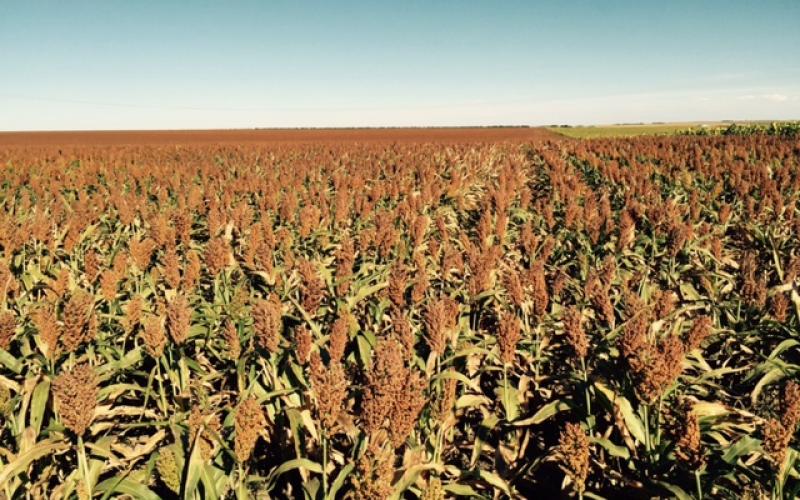 A sprawling sorghum field ready for harvest
