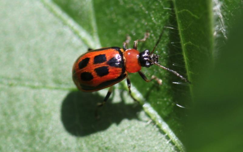 a small red bug on a green leaf