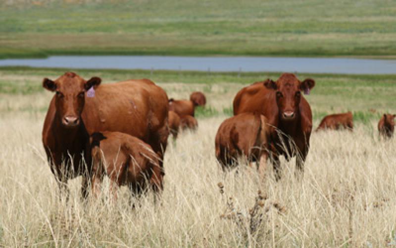 Two red angus cows with their calves at pasture.