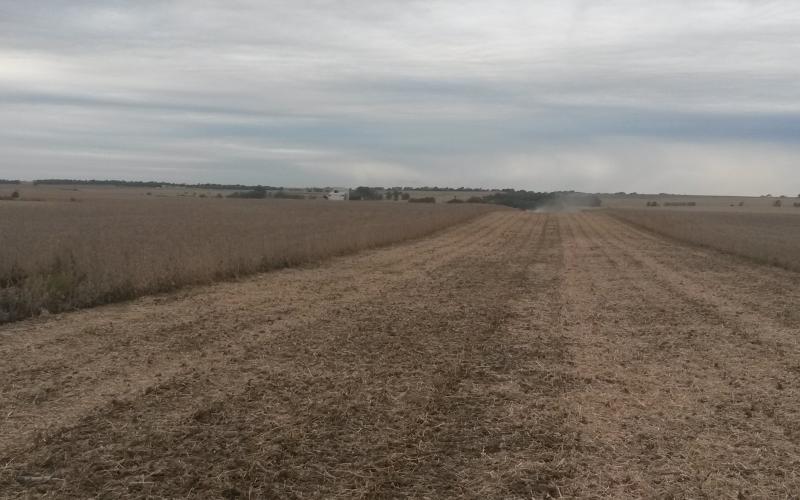 A large soybean field being harvested. About half the field is harvested.