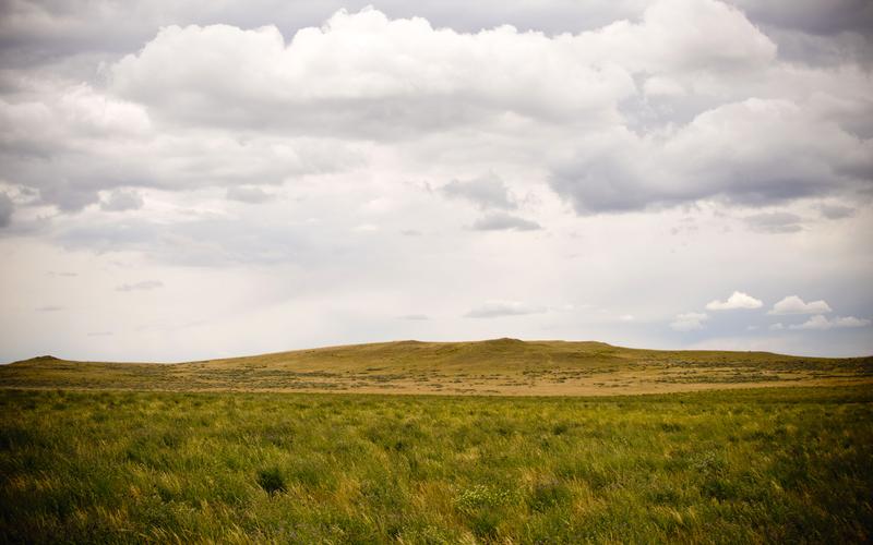 A vast, open rangeland with a few patches of weeds.