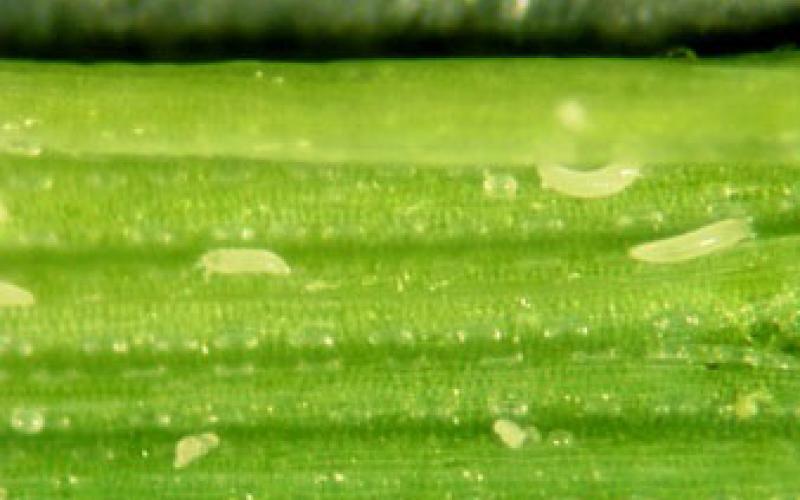 small light green mites on a green stem