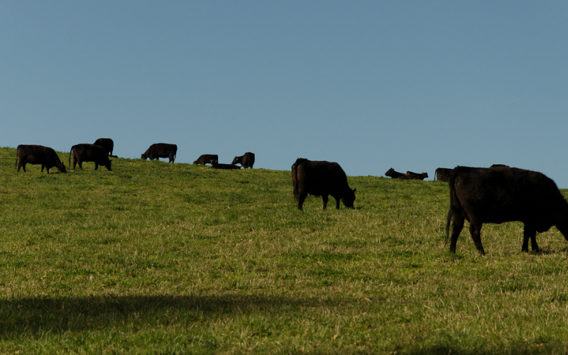 A small herd of cattle grazing on green pasture.
