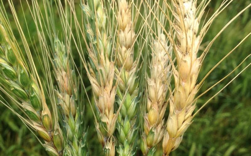 Wheat heads with extreme white-yellow bleaching.