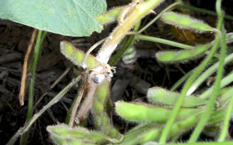green soybeans with white mold