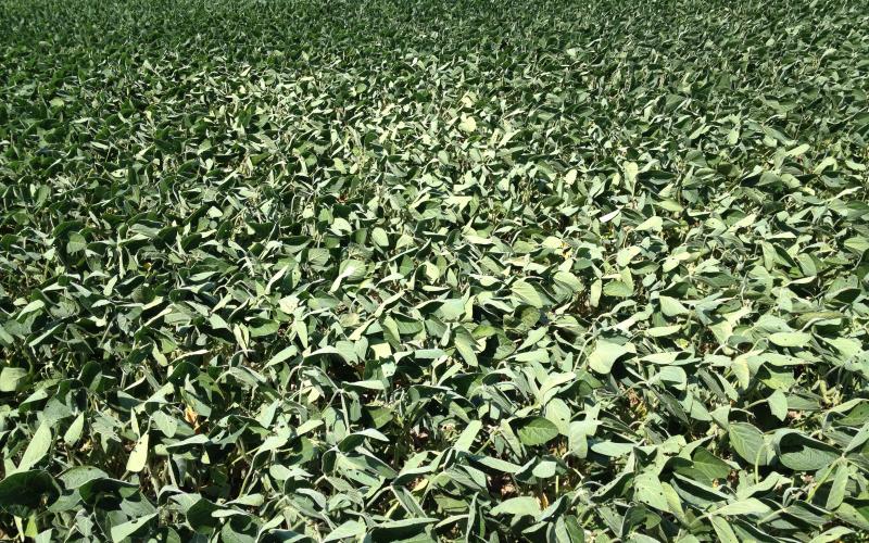 A field of soybeans with leaves flipping upward.