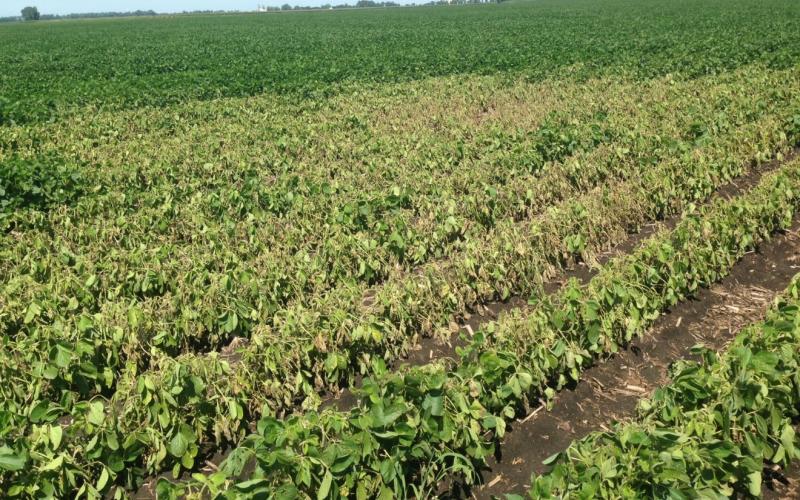 A soybean field with notisable yellowing and browning on a section of plants.
