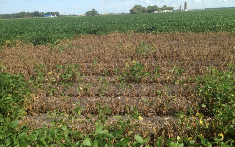 A soybean field with a large brown area due to a lightning strike.