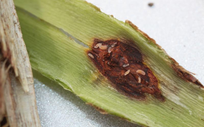 small white larvae on a green stem