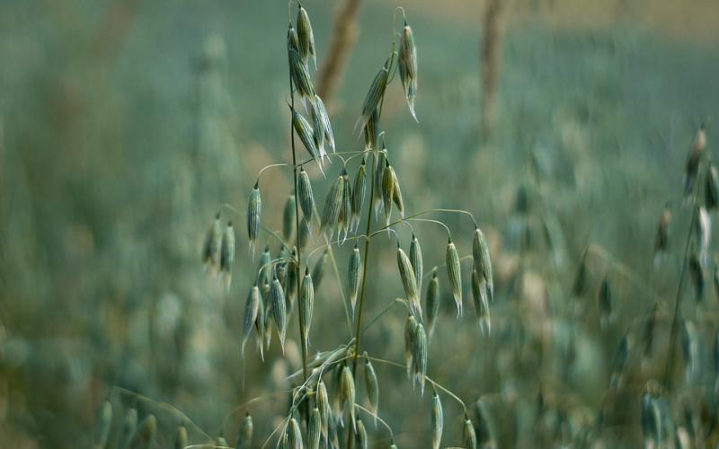 a strand of oats in a field