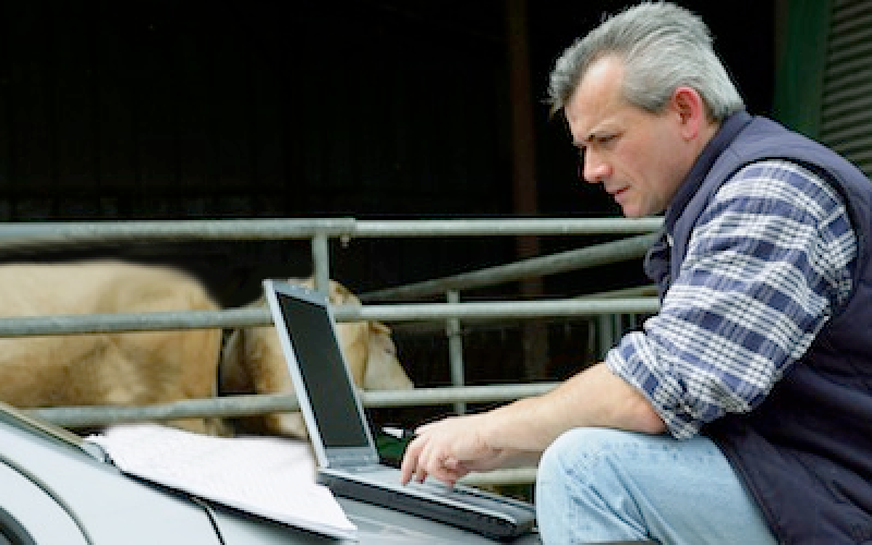 A rancher sitting at a laptop near a cattle pen.