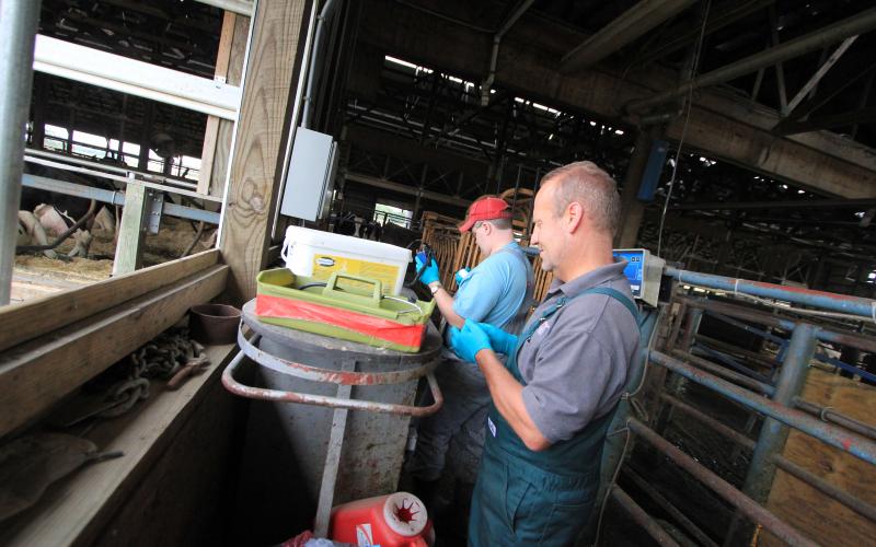 Two dairy employees working with dairy cattle health supplies.